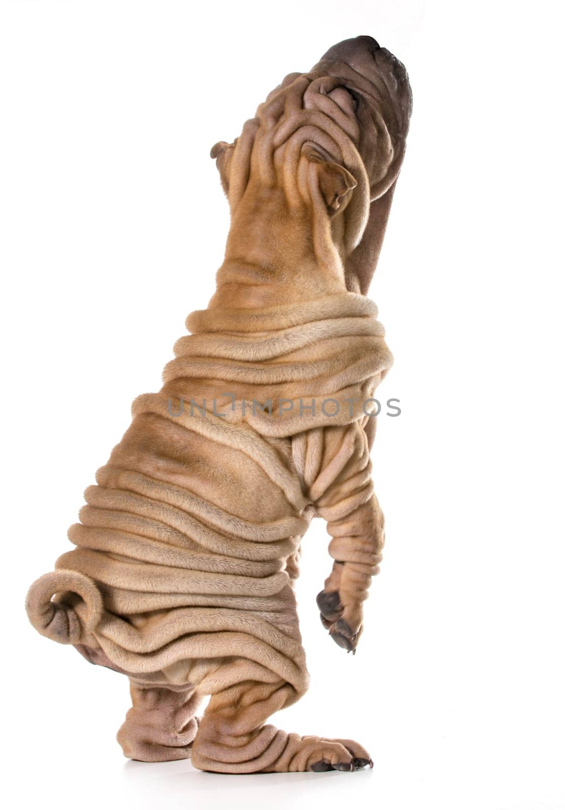 dog begging - chinese shar pei puppy standing on back legs isolated on white background