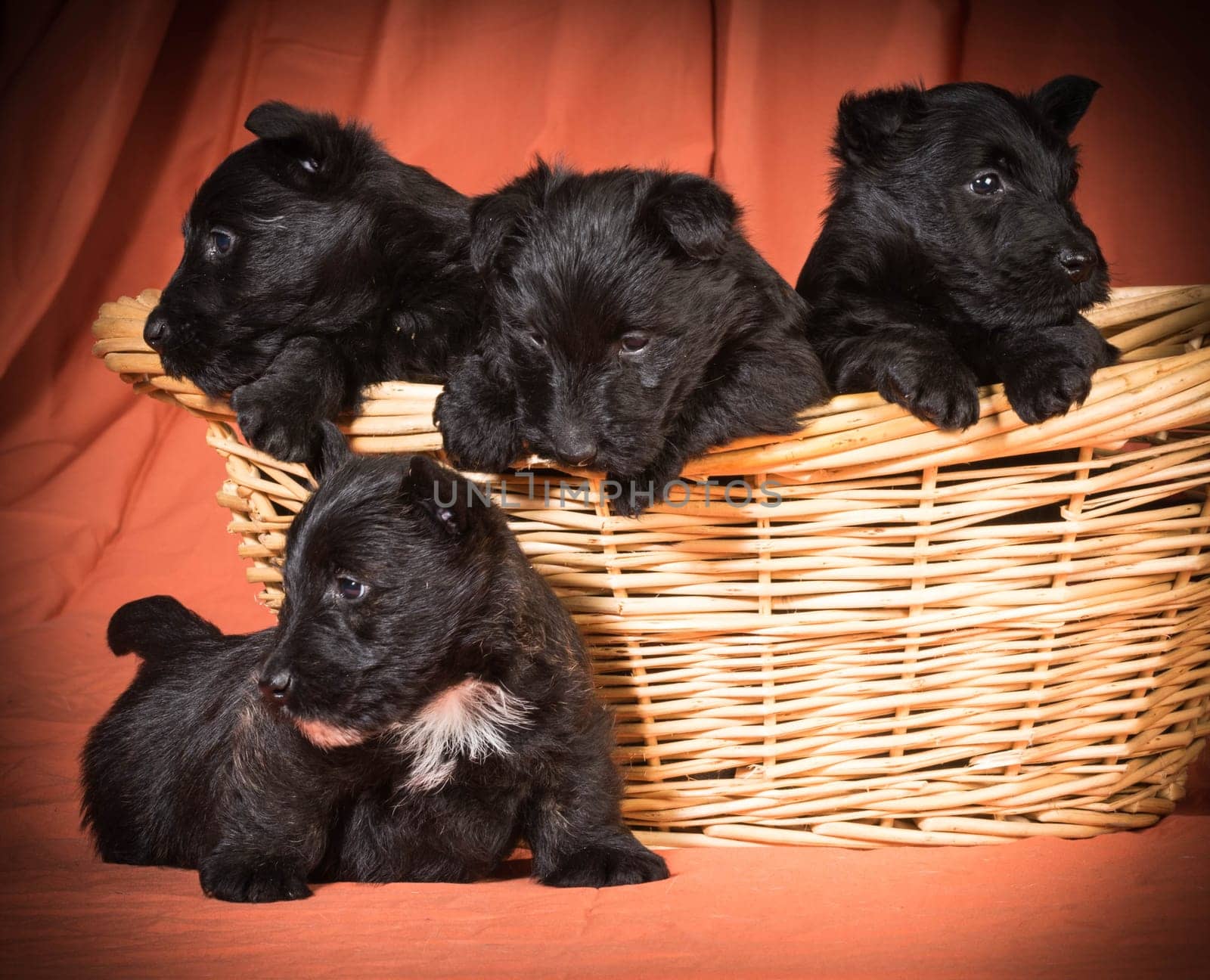 litter of puppies - four scottish terrier puppies in a basket