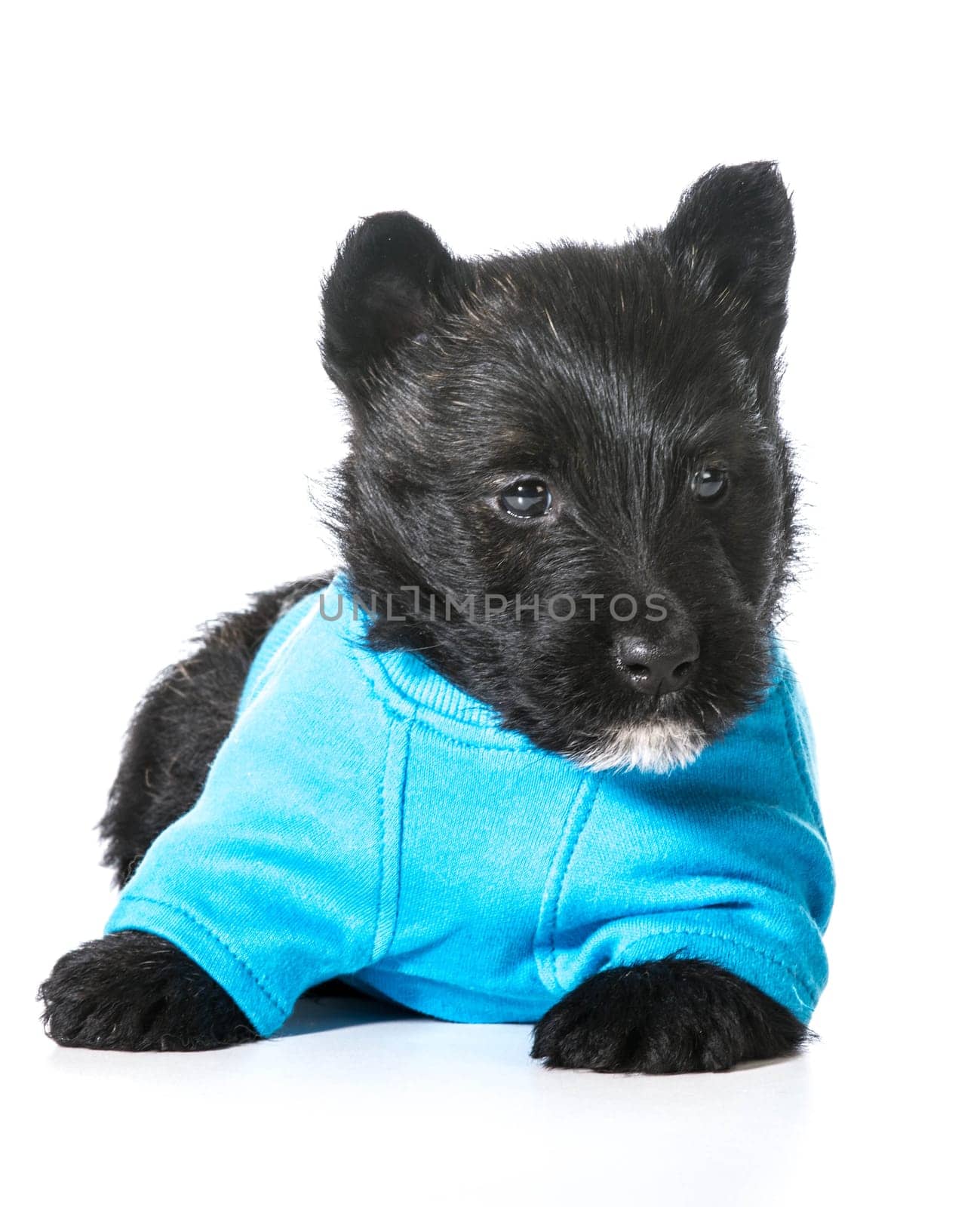 Scottish Terrier pupy wearing blue sweater isolated on white background