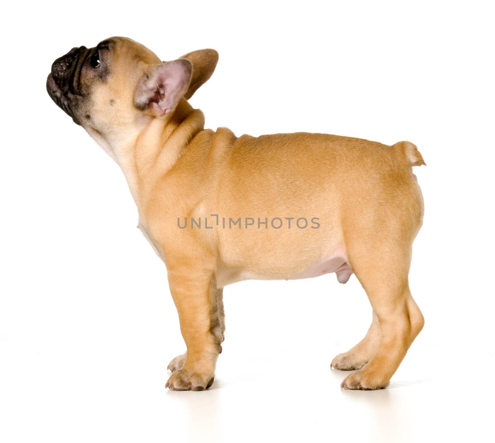 french bulldog puppy standing looking up isolated on white background - black mask fawn