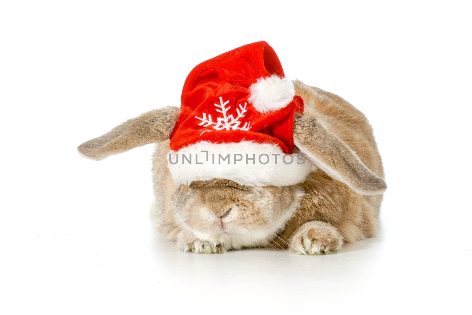 rabbit wearing santa hat isolated on white background