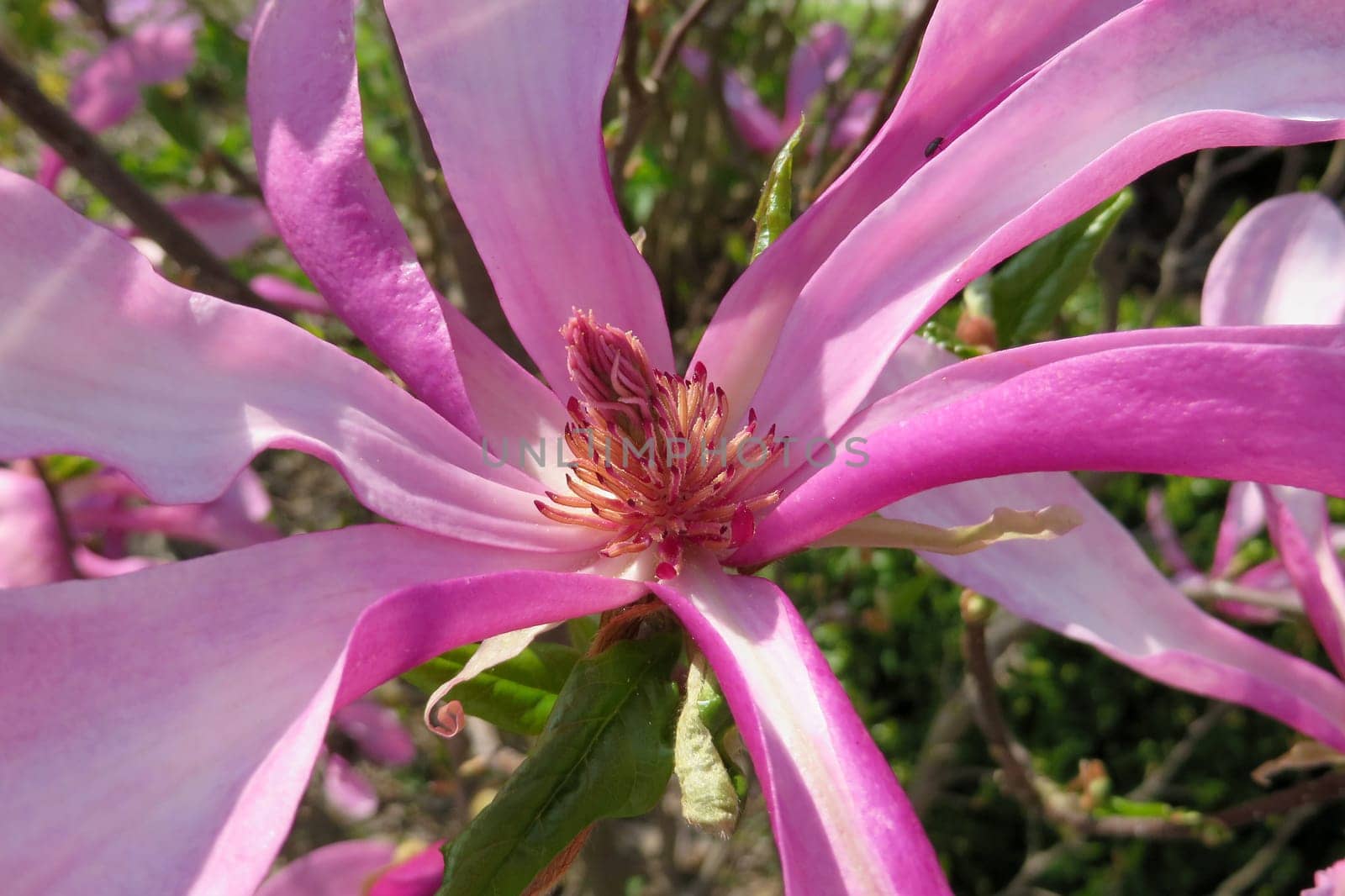 Purple Magnolia - Magnolia liliiflora