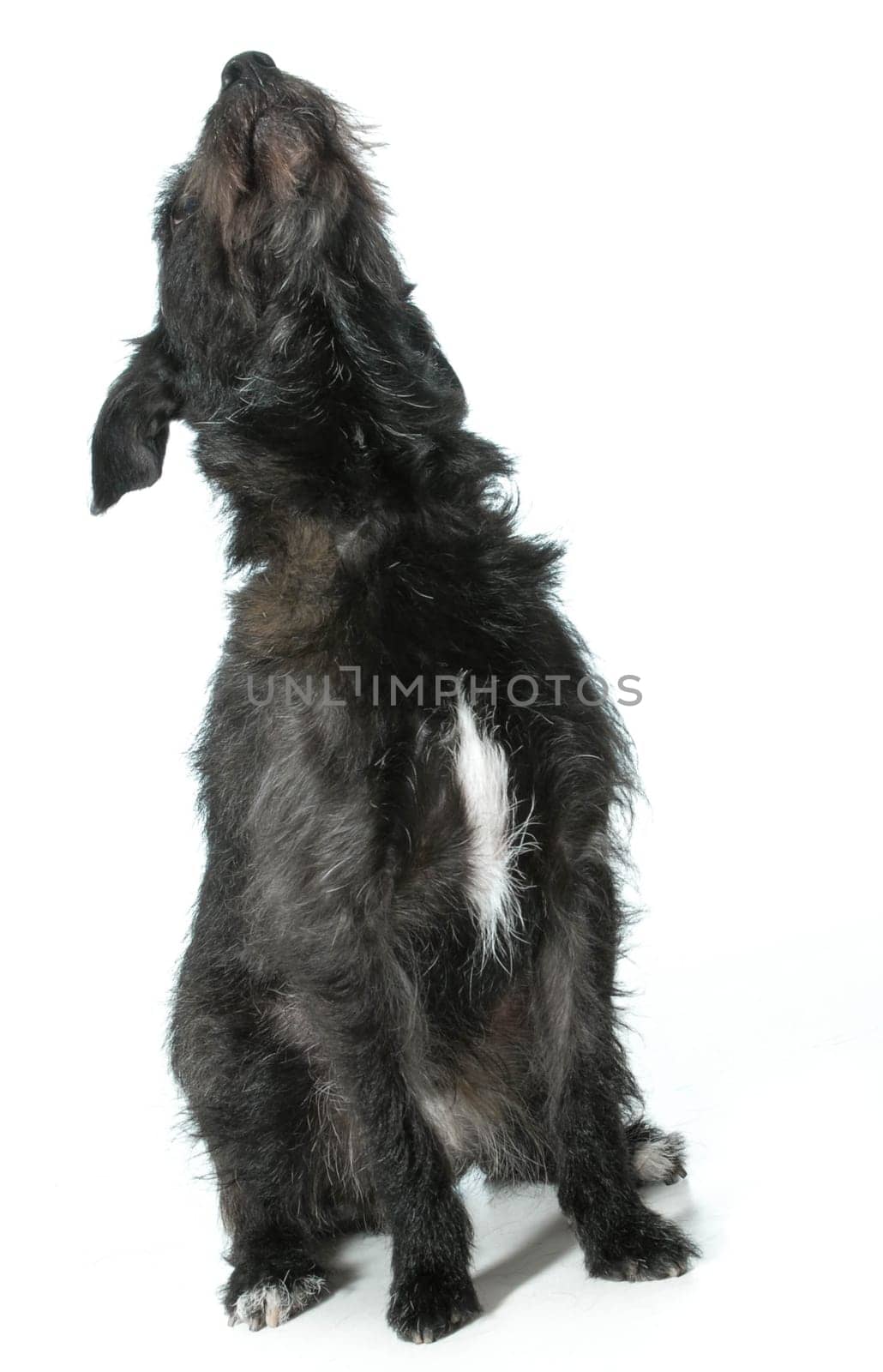 dog looking up - mixed breed dog looking up isolated on white background