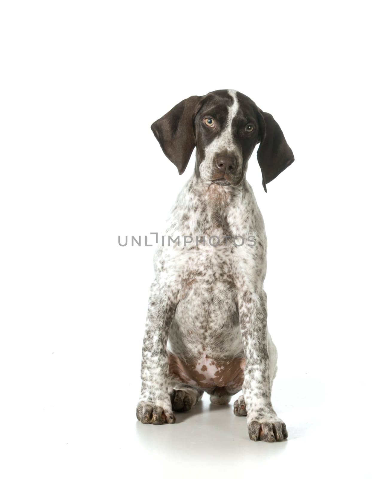 german shorthaired pointer puppy looking up isolated on white background- female