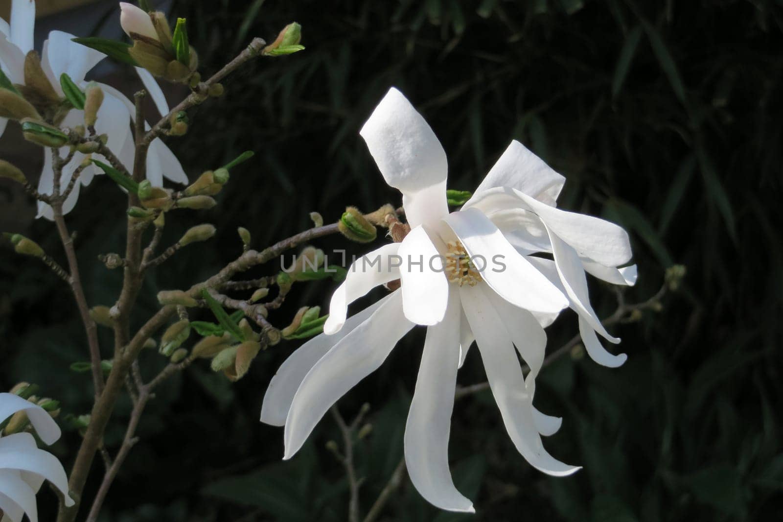 Star magnolia - Magnolia stellata
