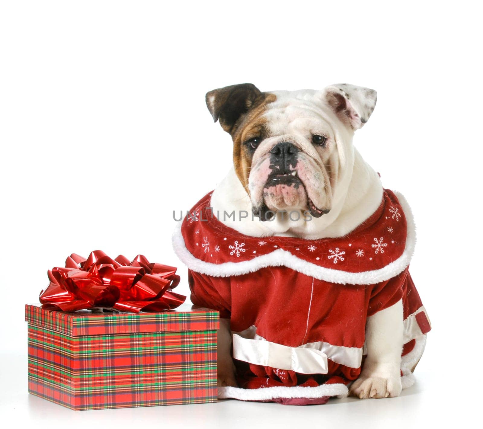 christmas dog - english bulldog dressed in red sitting beside present isolated on white