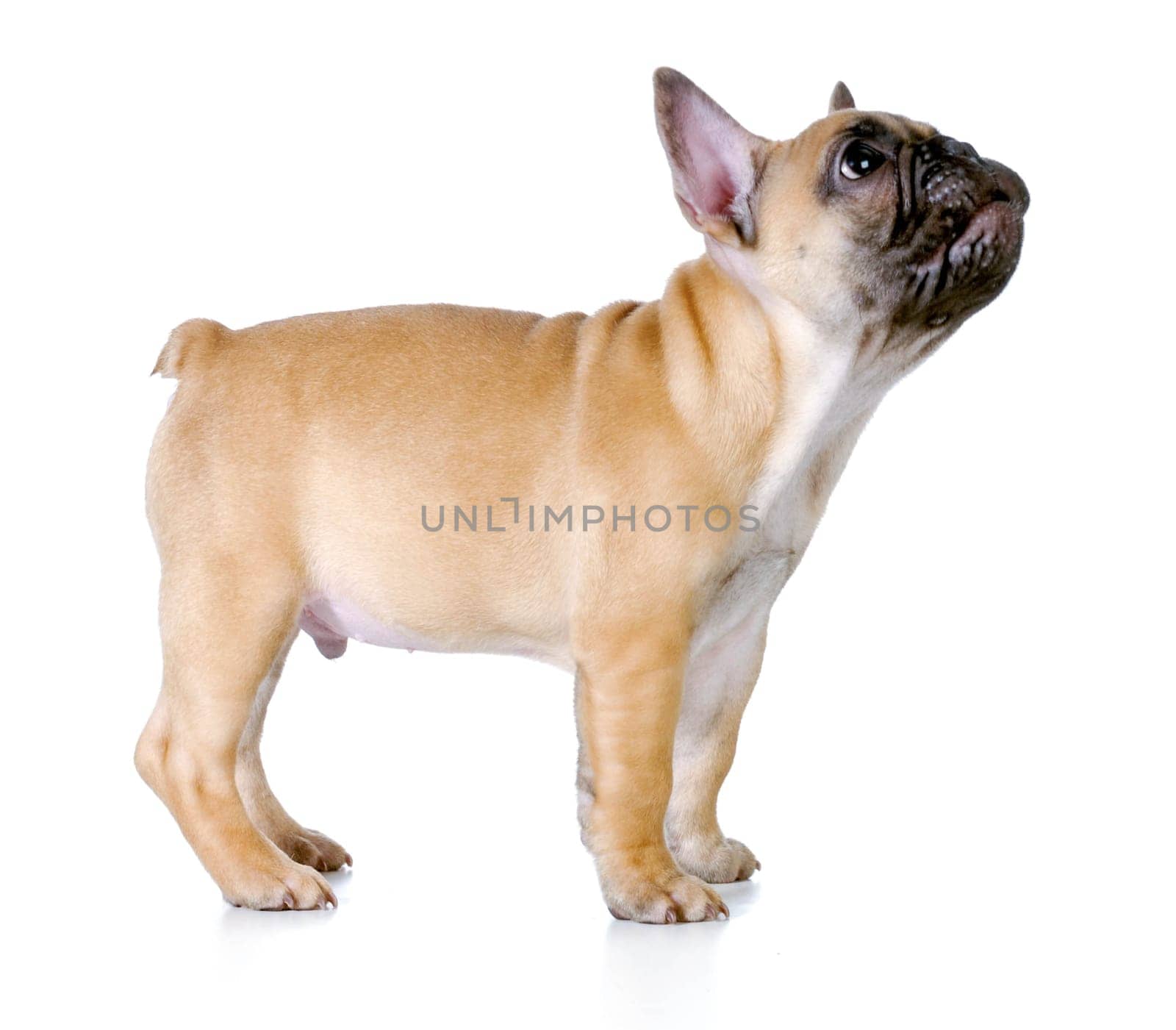 french bulldog puppy standing looking up isolated on white - fawn with black mask