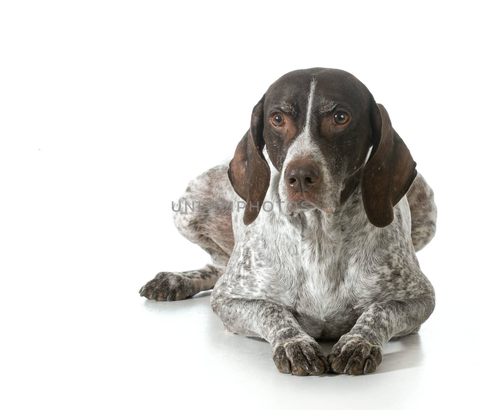 senior dog - german shorthaired pointer isolated on white background