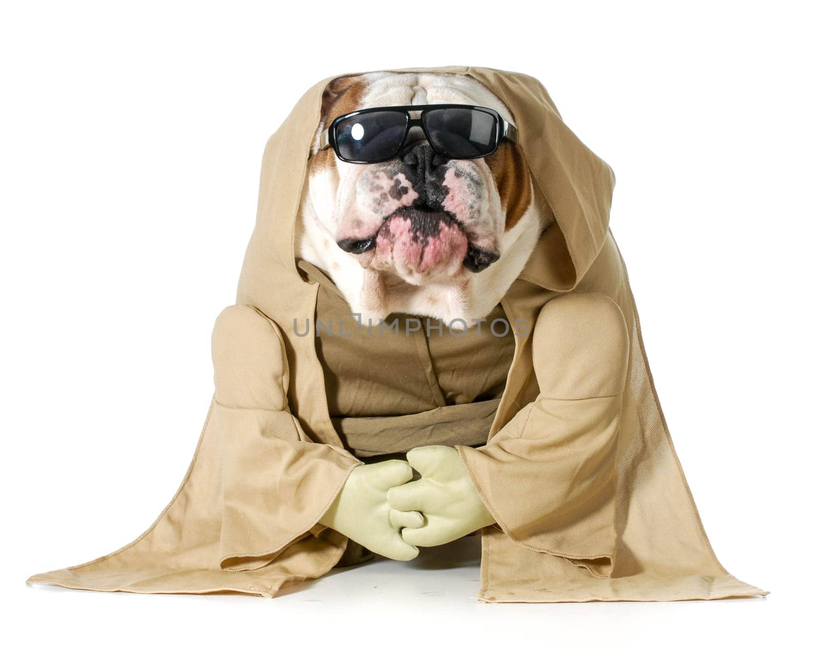 dog wisdom - english bulldog wearing munk costume isolated on white background