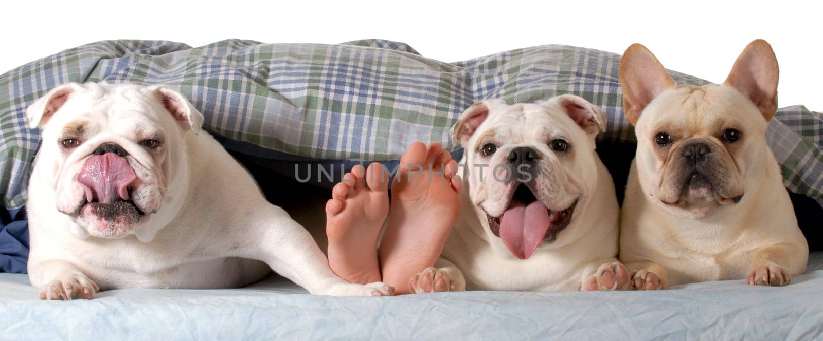 dogs in the bed - three dogs in bed with owners feet showing isolated on white