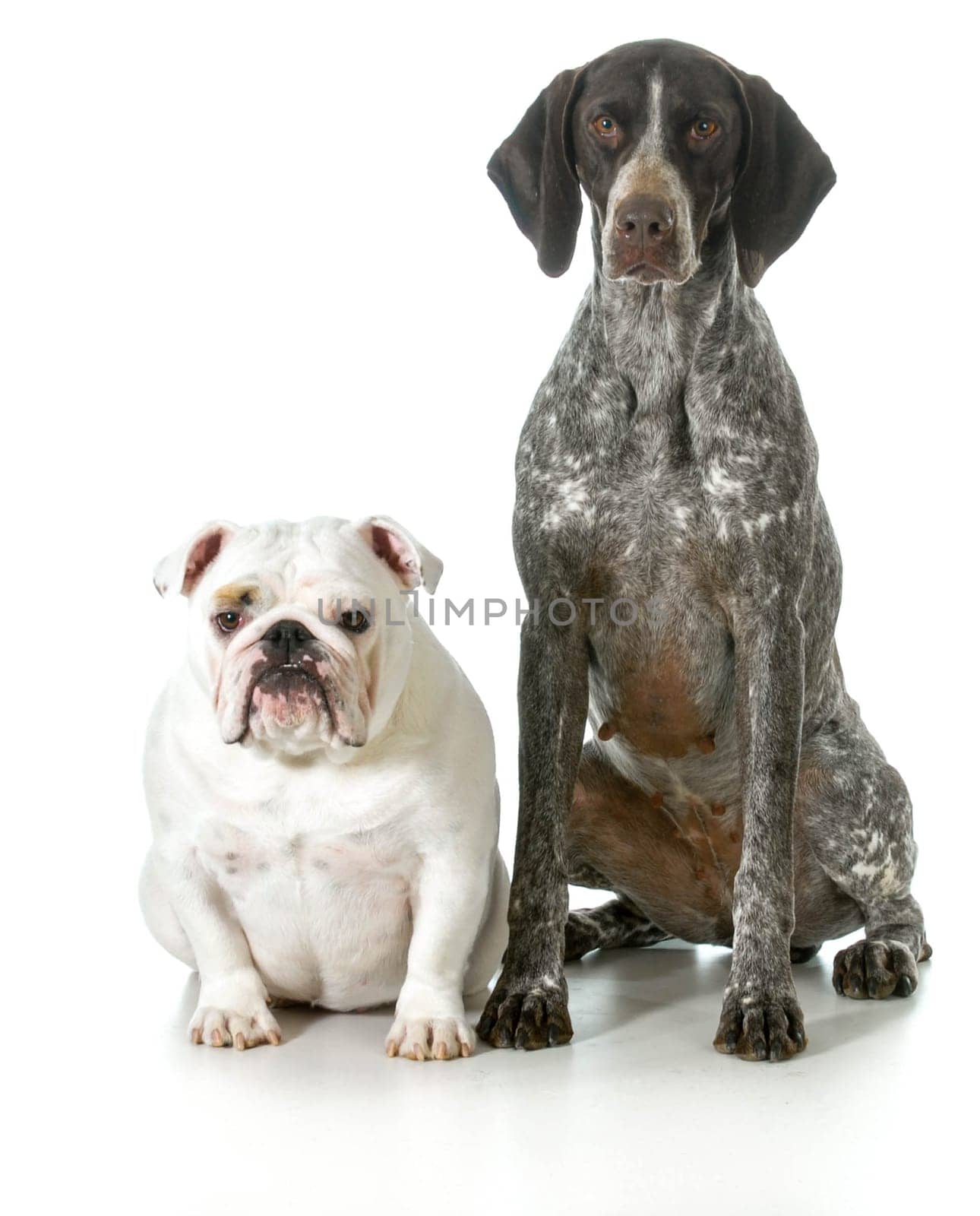 two different purebred dogs