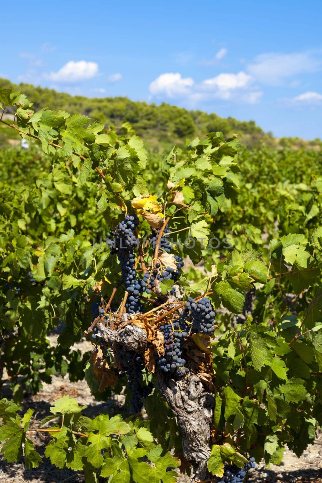 Vines with blue ripe grapes