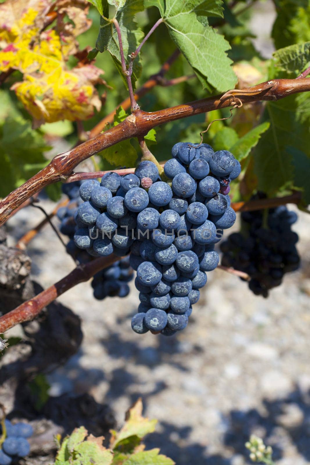 Blue grapes on the vine