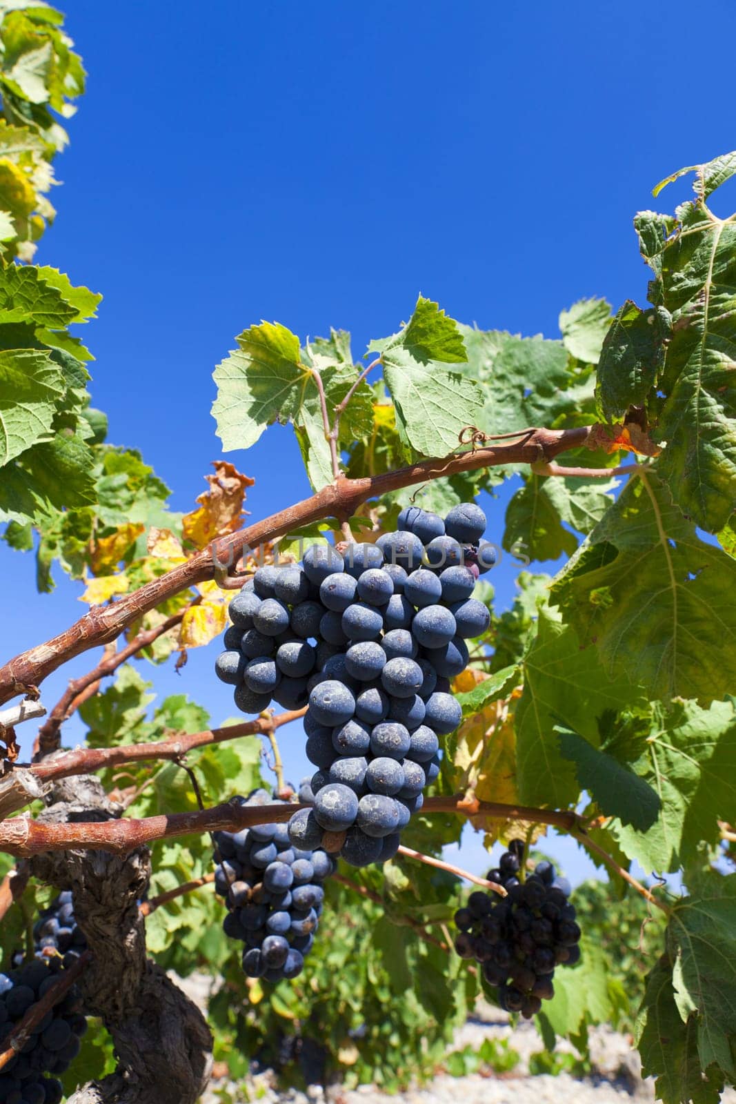 Blue ripe grapes in front of blue sky