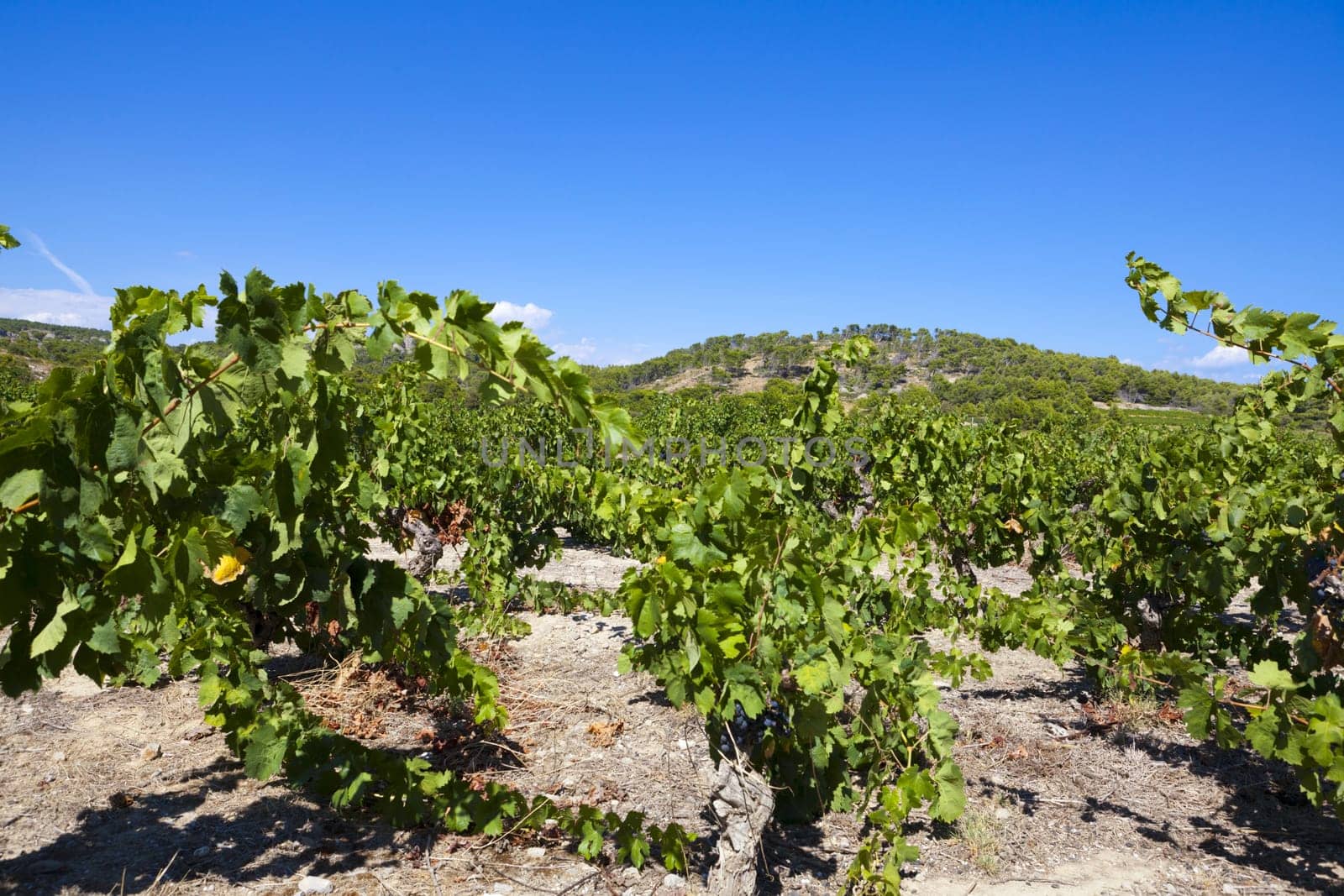 Vineyards in the Languedoc-Roussillon region