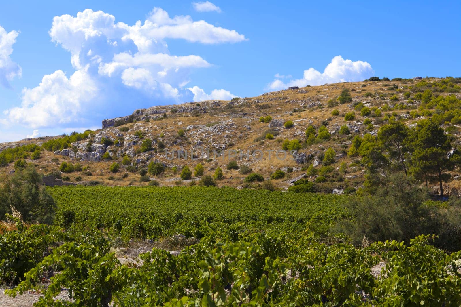 Vineyards on stony hills in France