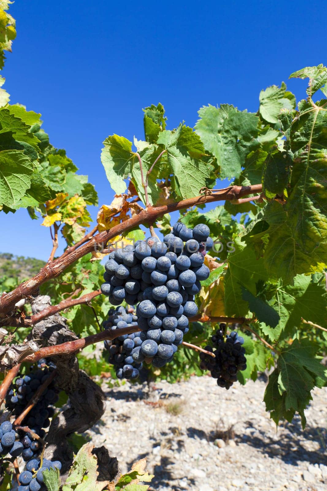 Grapes in front of a bright blue sky