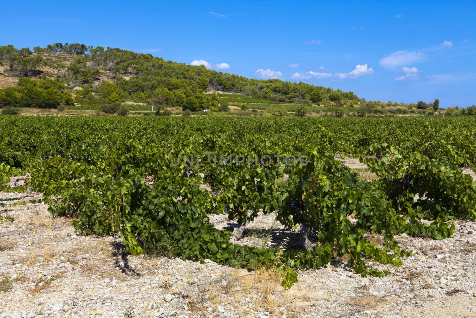 Harvest-ready grapes under a blue sky