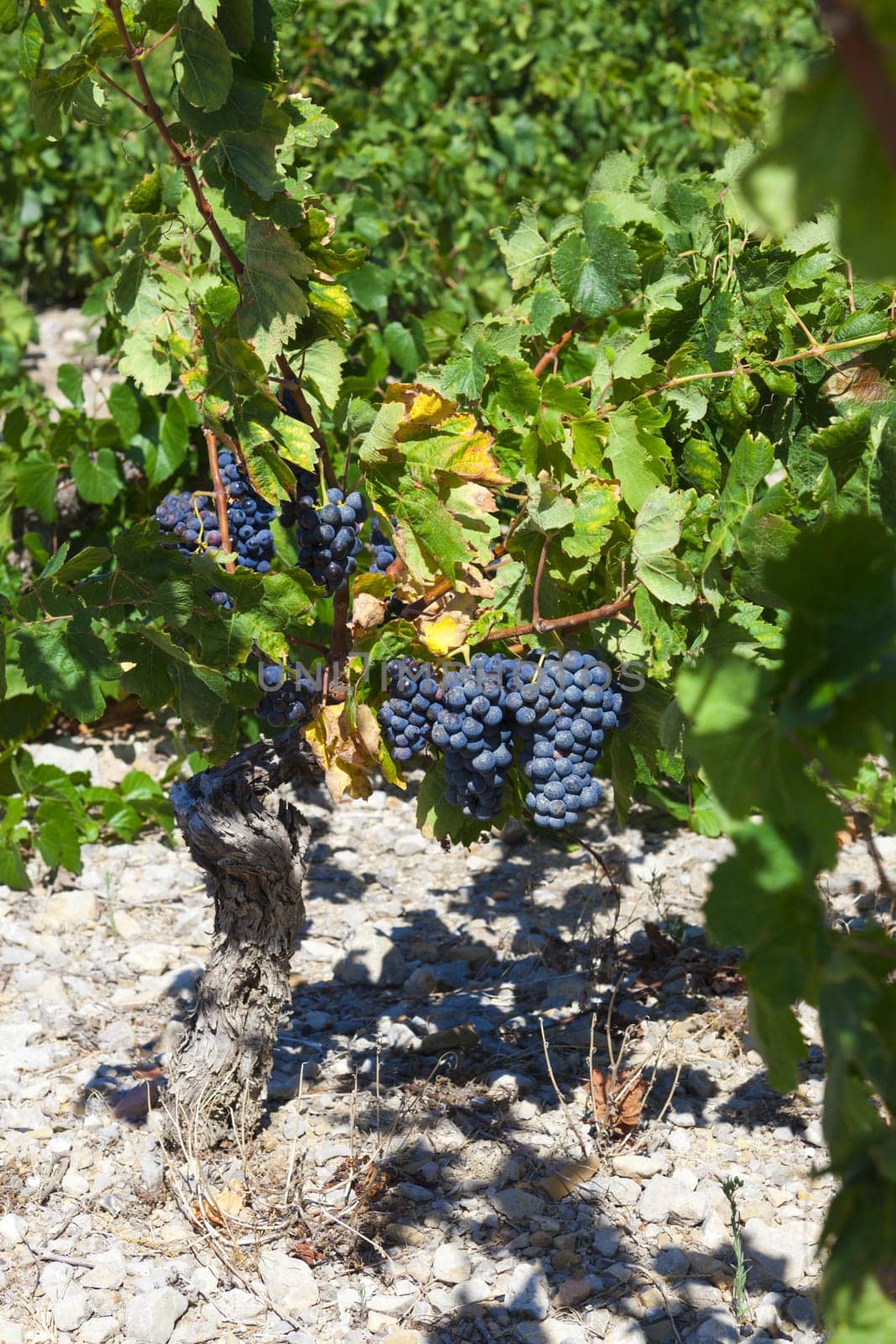 Grapes on the vine before the harvest