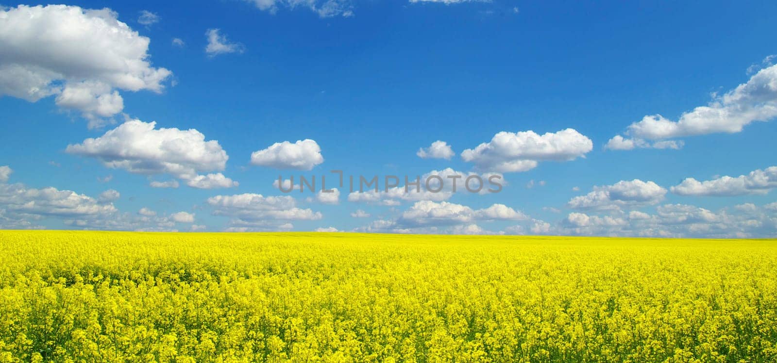 Rape field and clouds in sky