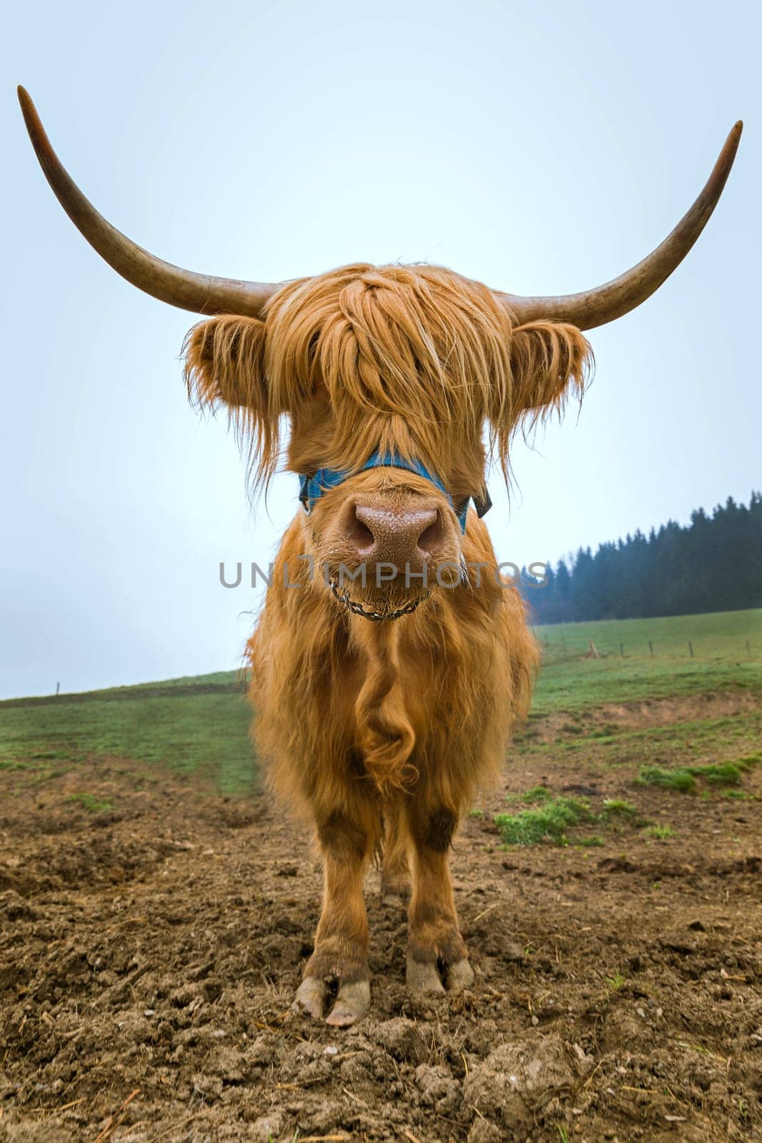 Highland cattle