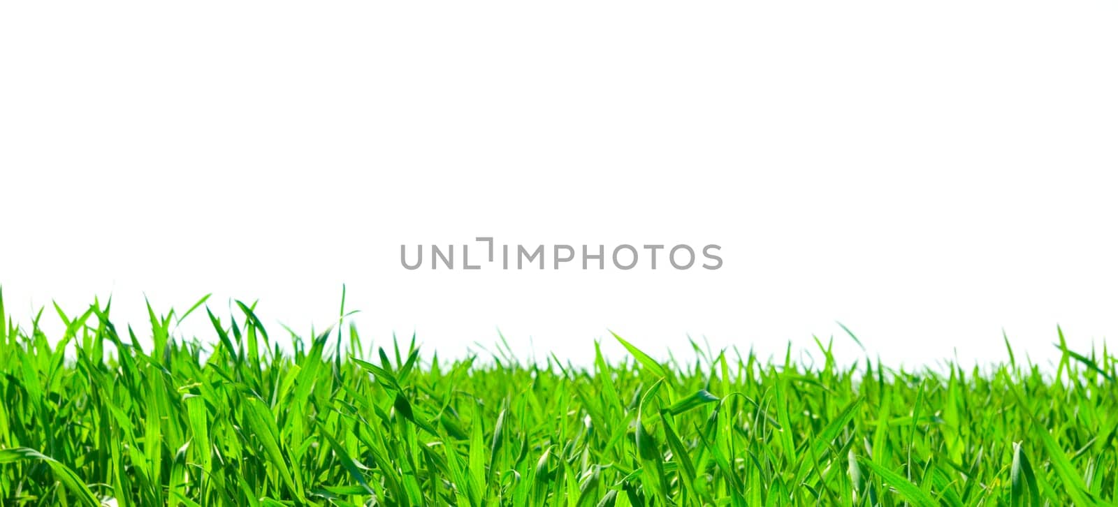 Isolated green grass on white background