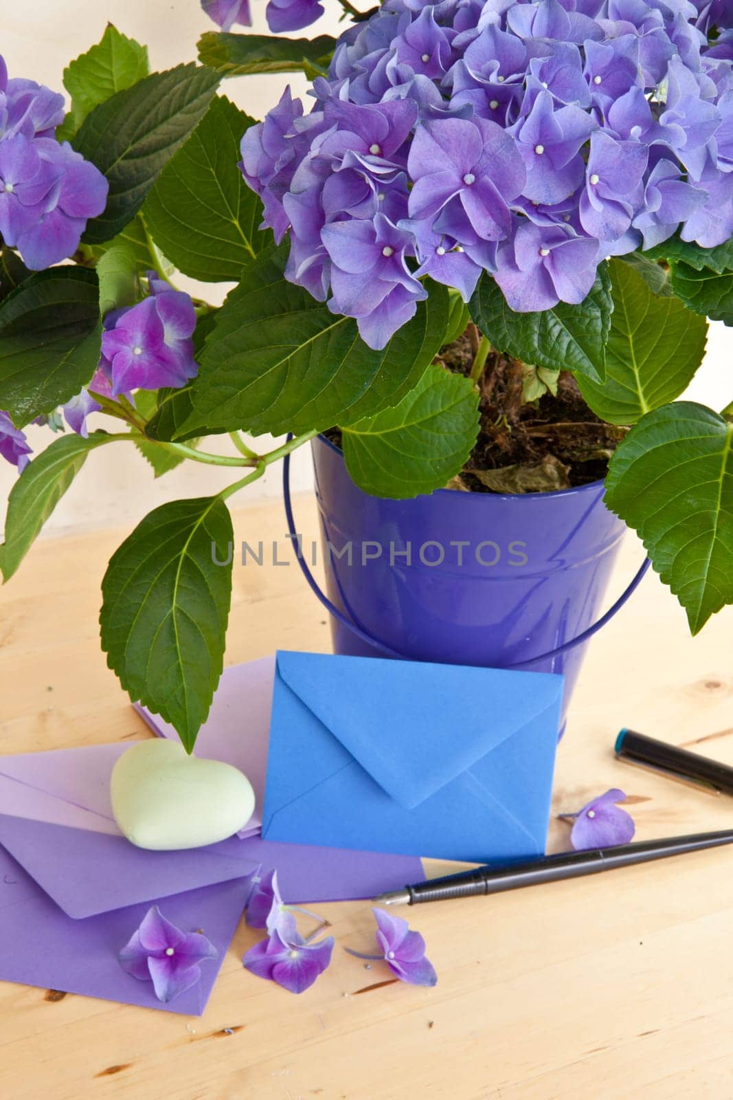 Fresh hydrangeas and small envelopes in purple-toenen