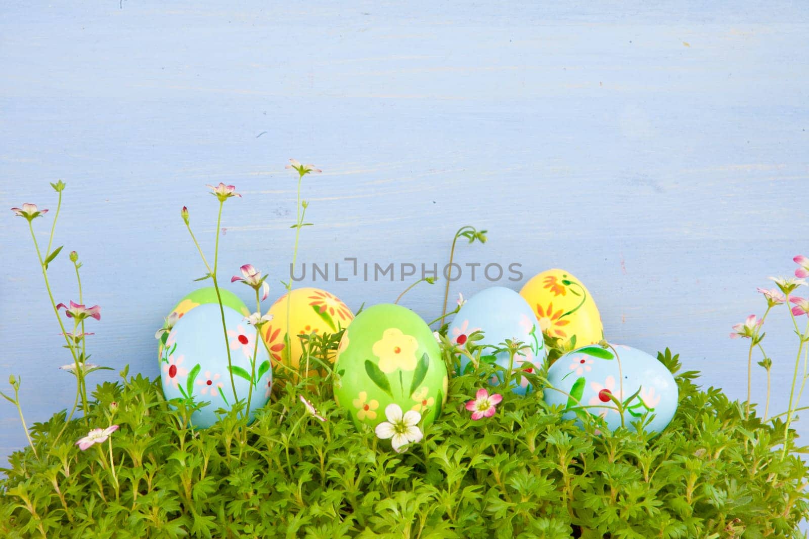 Colorful Easter eggs on grass with small blueten in front of blue