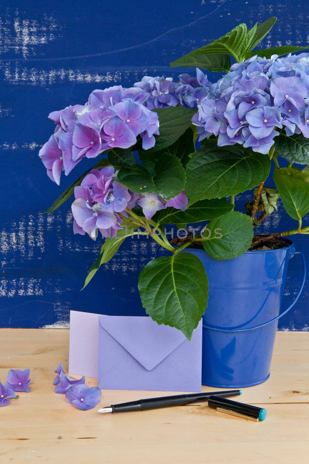 Fresh hydrangeas in front of blue rustic wall and small envelope