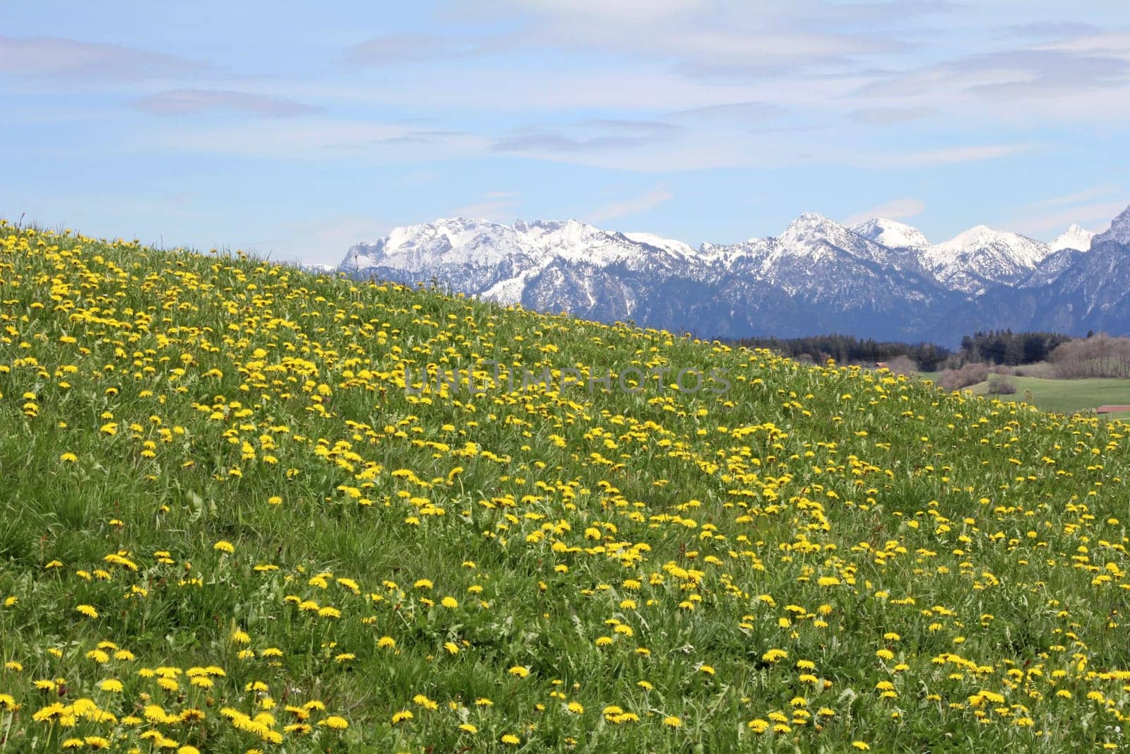Dandelion blossom in spring