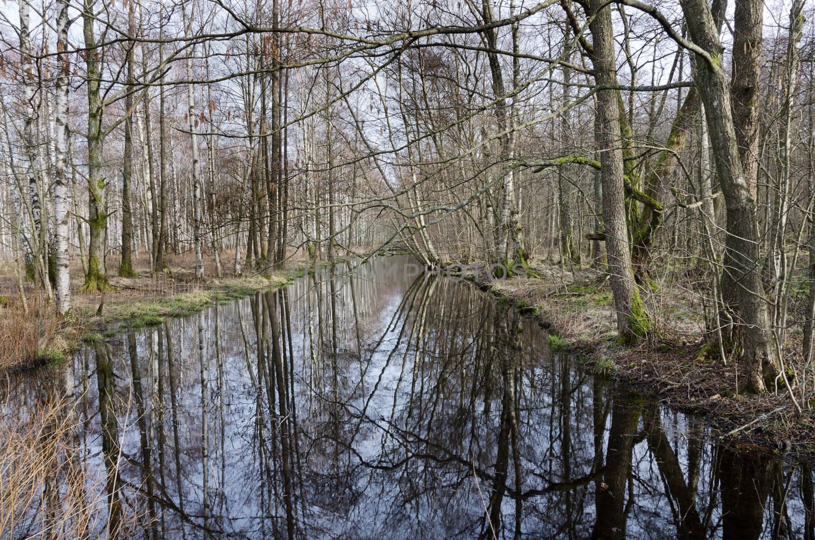 trees along the water reflecting in the water