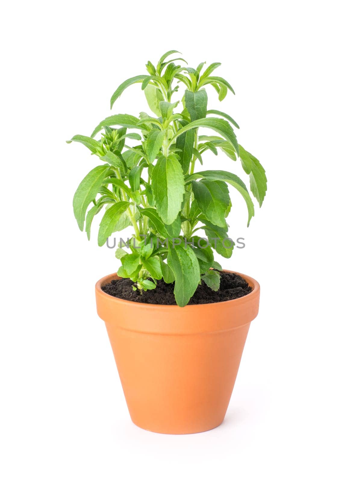 Stevia in clay pot