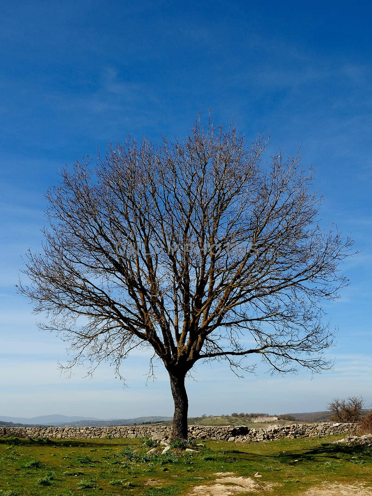 the bare tree on a crisp day in late winter that portends the arrival of spring and new life