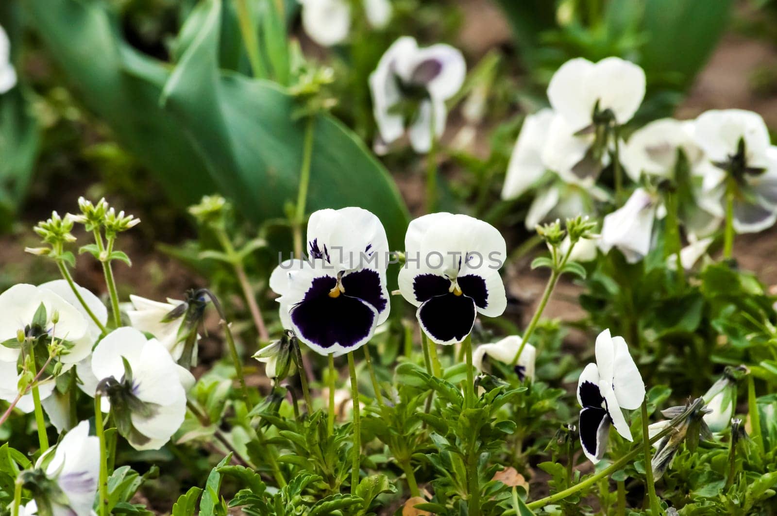White and blue pancy on garden closeup