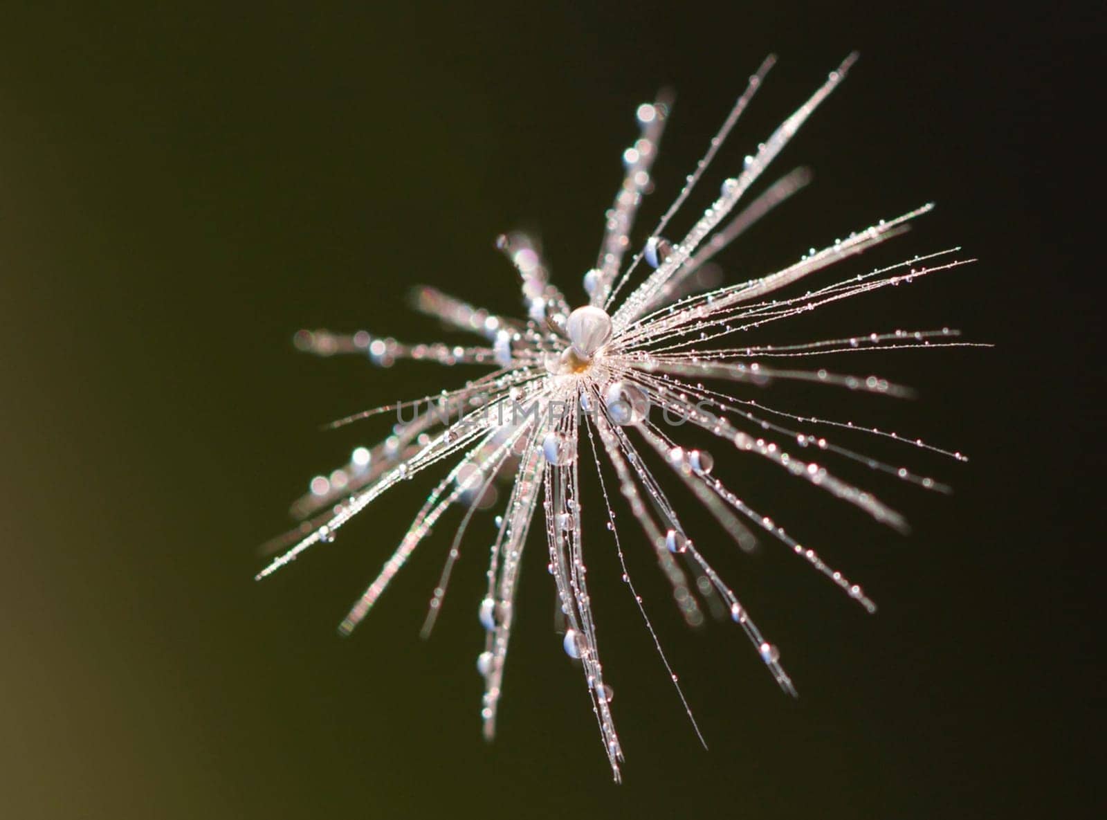 Dandelion