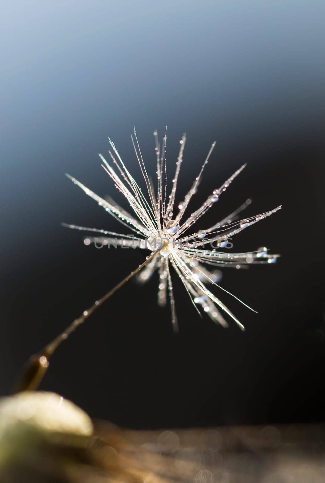 Dandelion