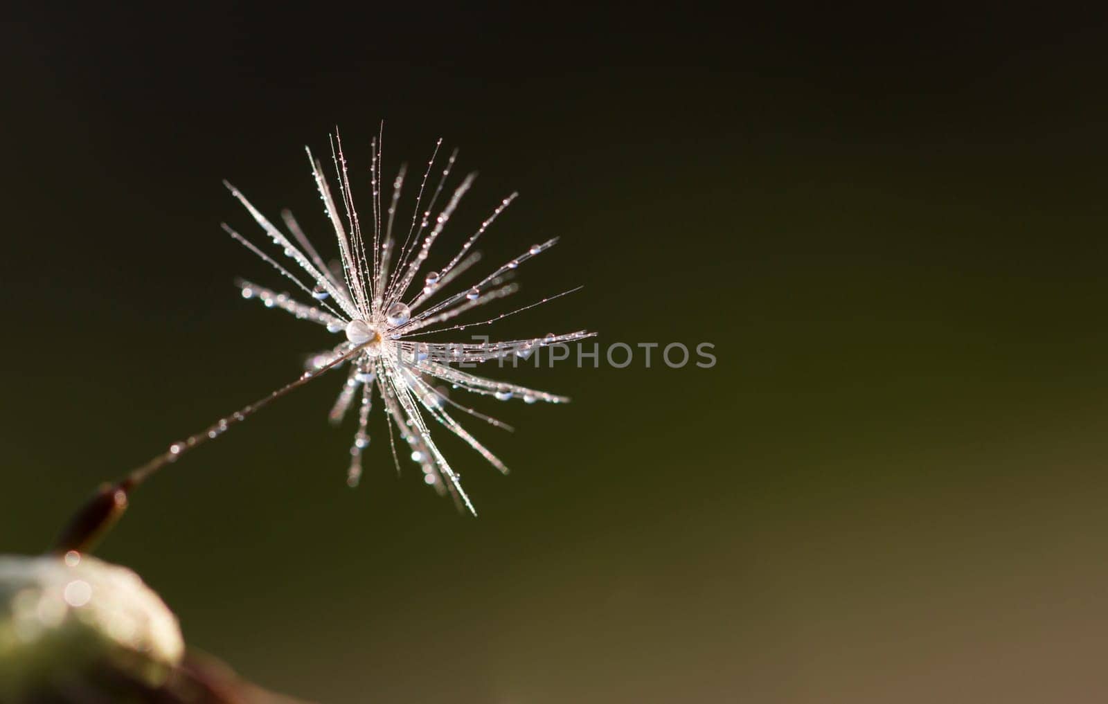 Dandelion