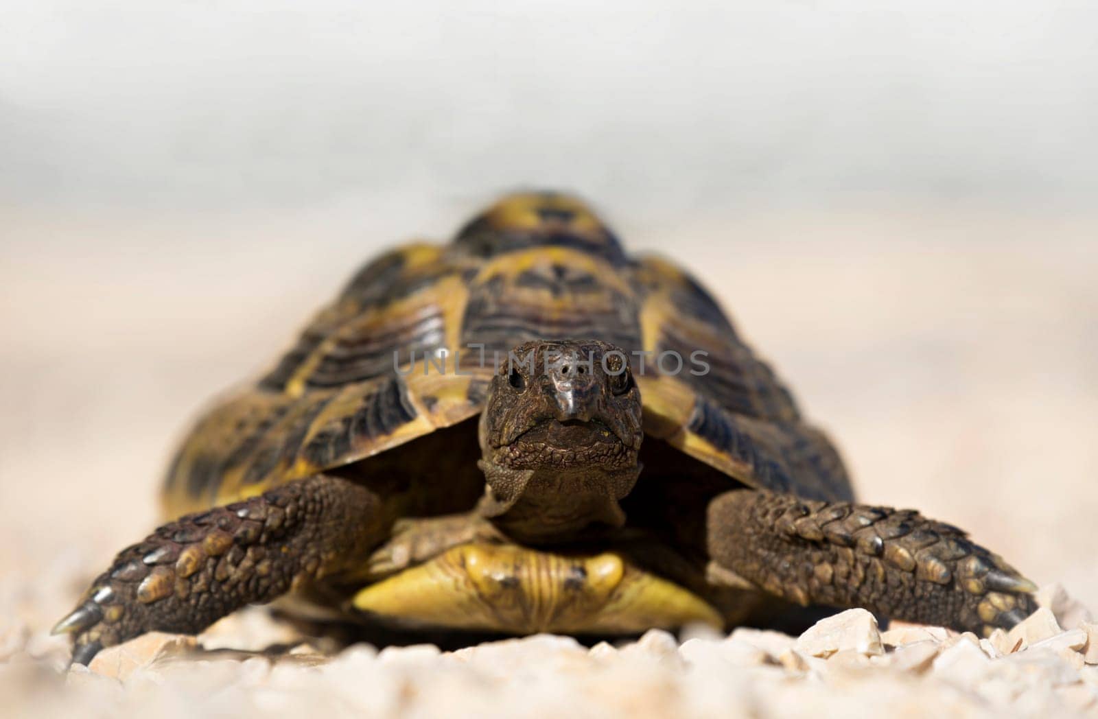 Turtle