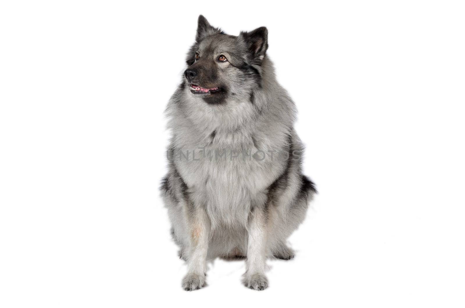 Dog in the photo studio Wolfsspitz