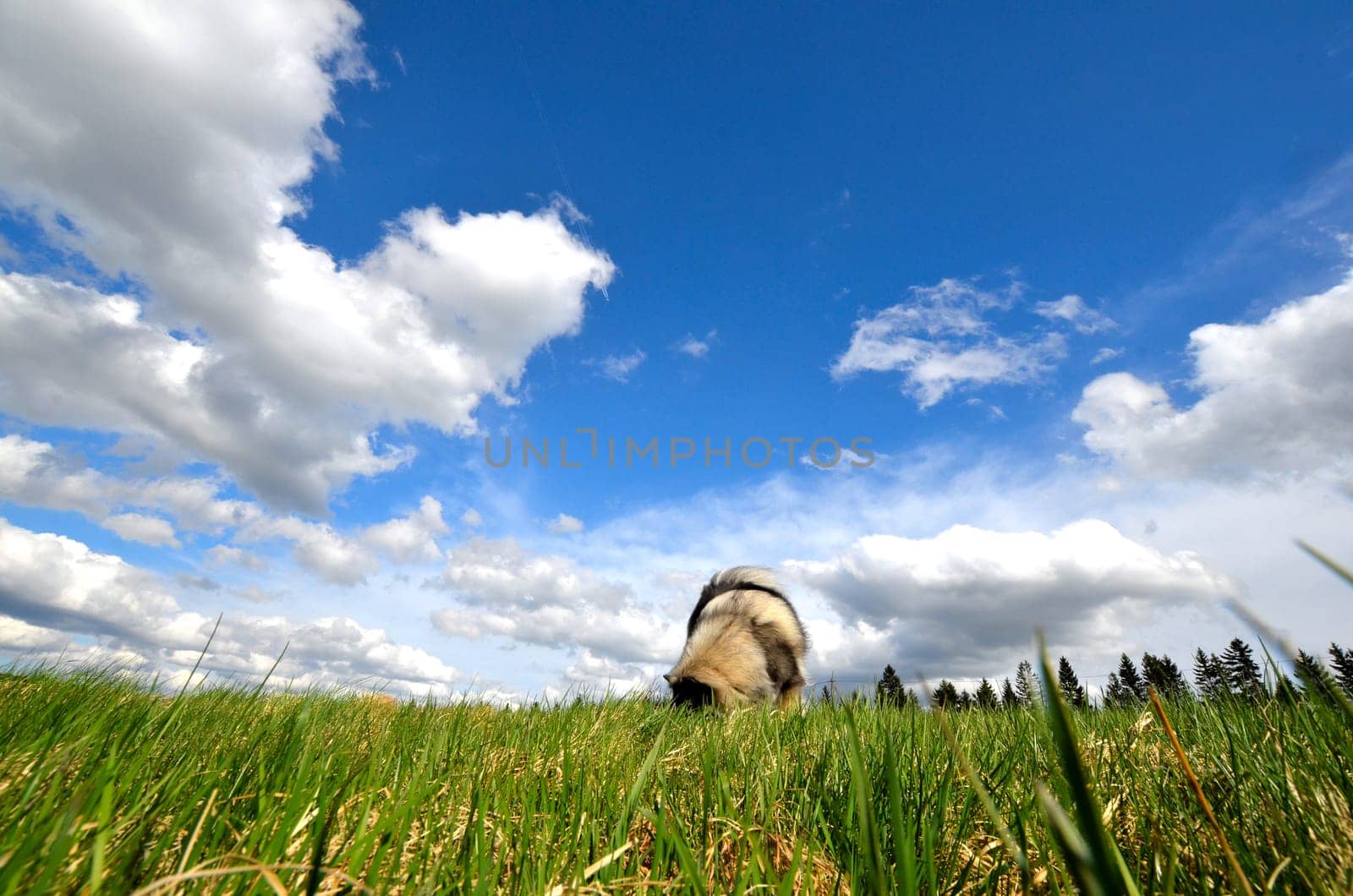 Dog Meadow Spring Gassi