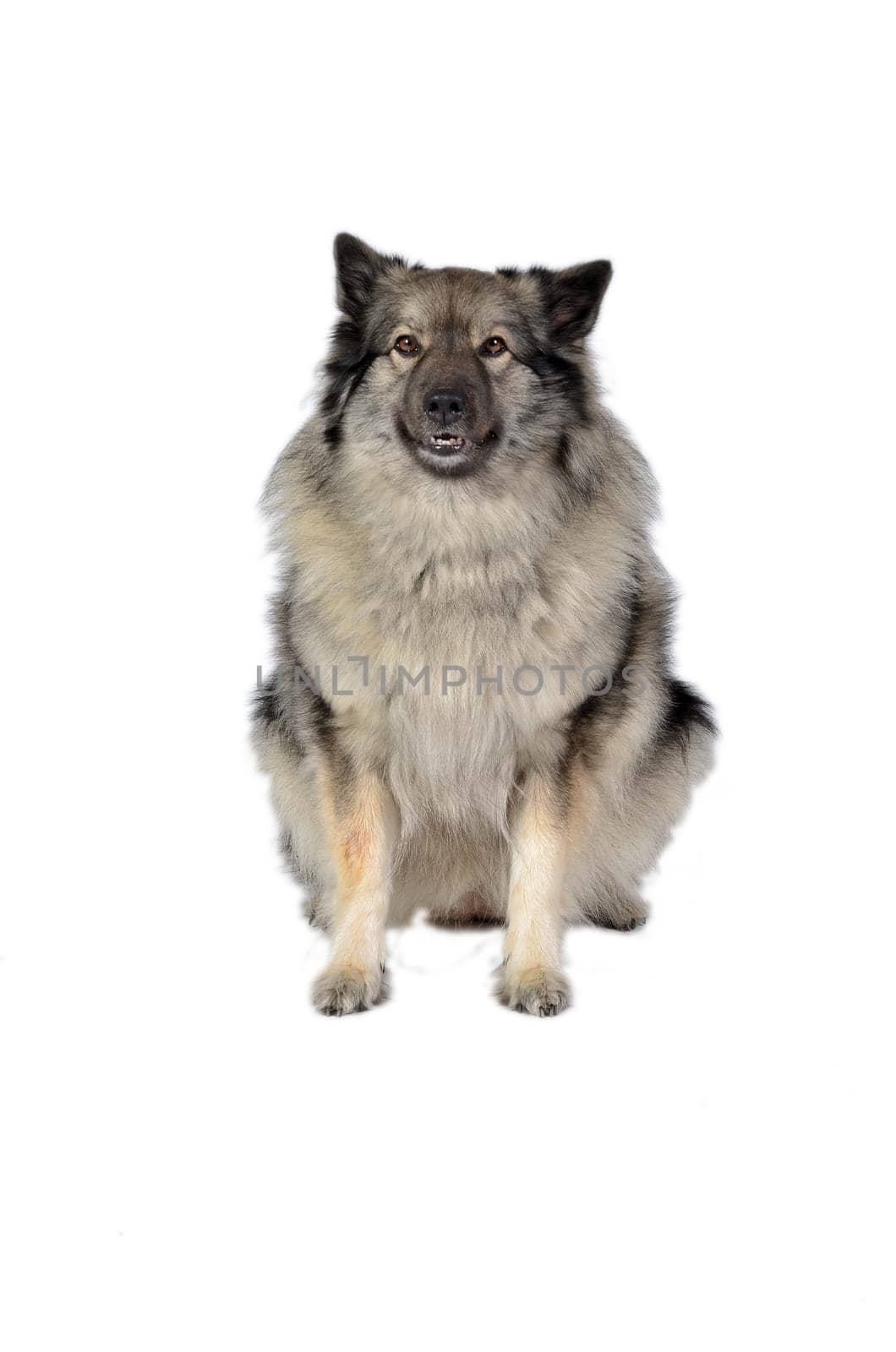 Dog in the photo studio Wolfsspitz