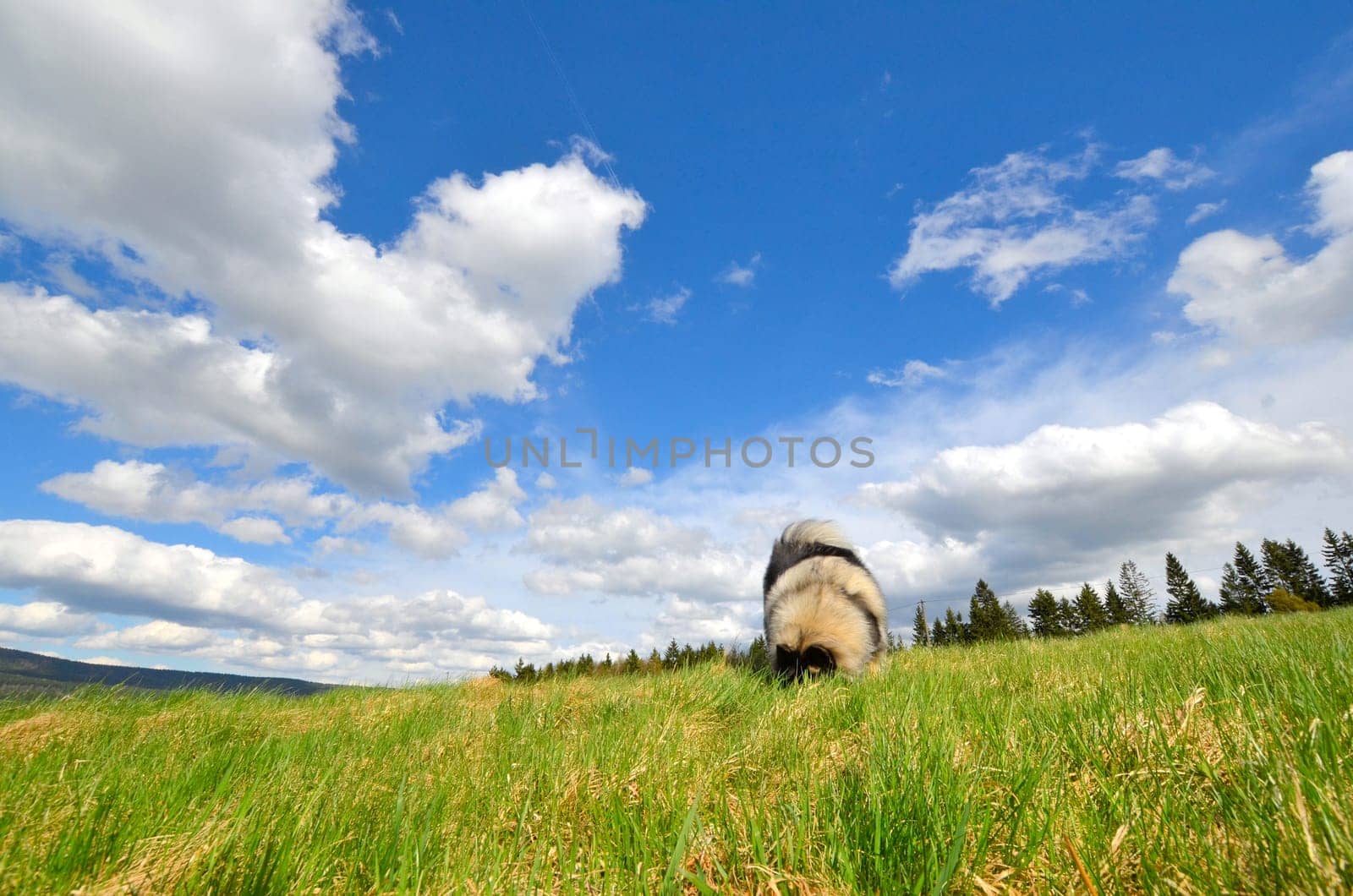 Dog Meadow Spring Gassi