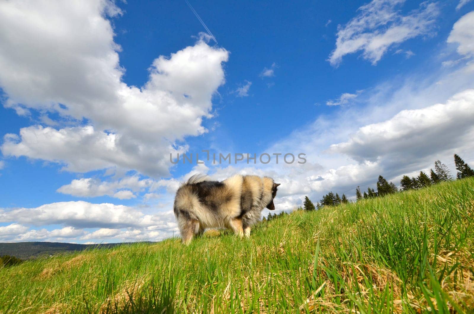 Dog Meadow Spring Gassi