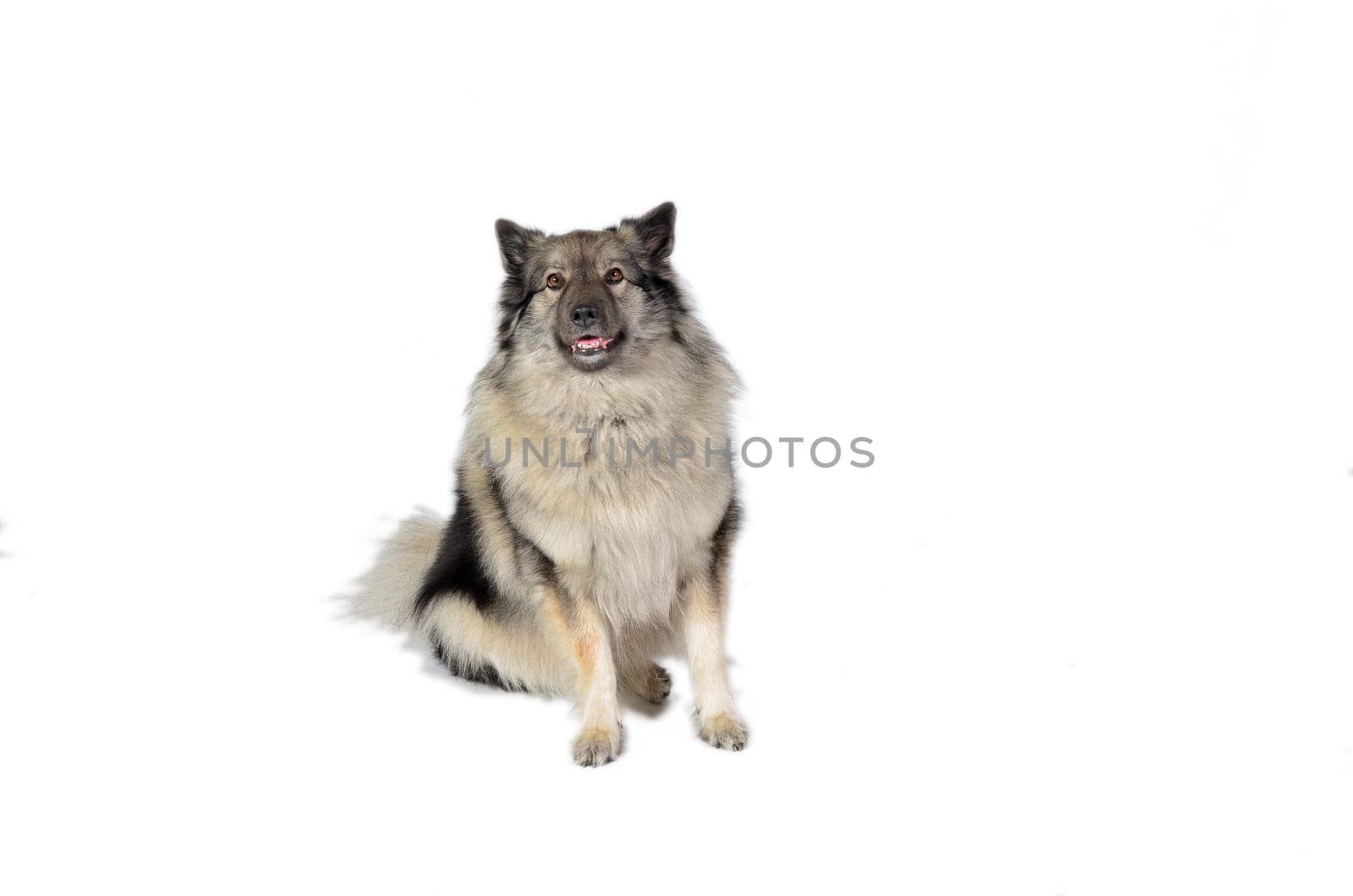 Dog in the photo studio Wolfsspitz