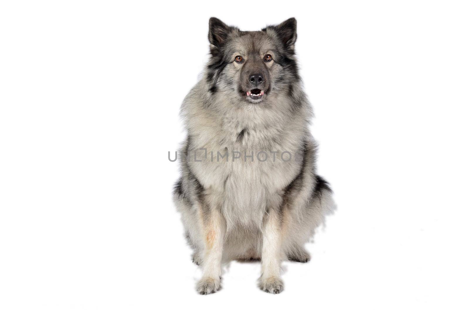 Dog in the photo studio Wolfsspitz