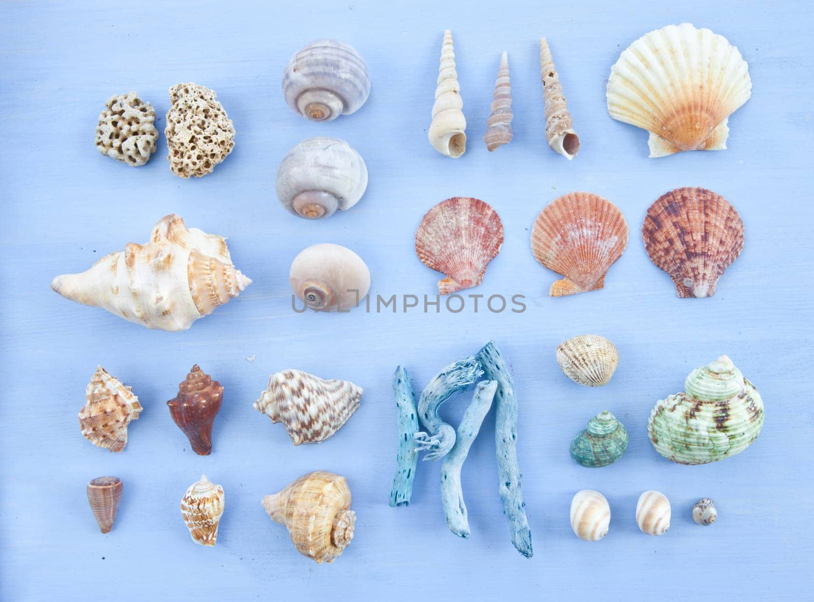 Various mussels and sea snails on a blue background