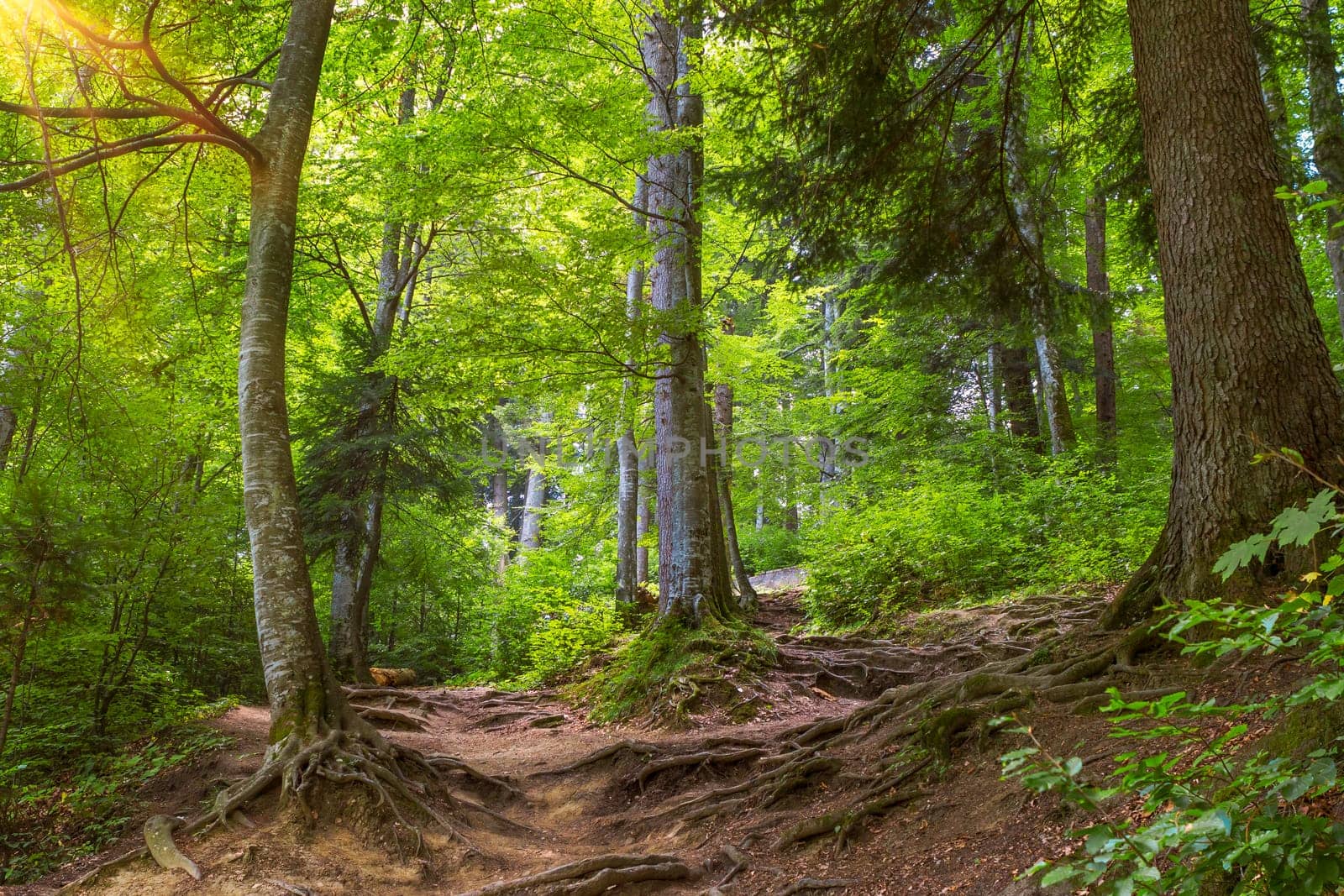 sunlight in the green forest