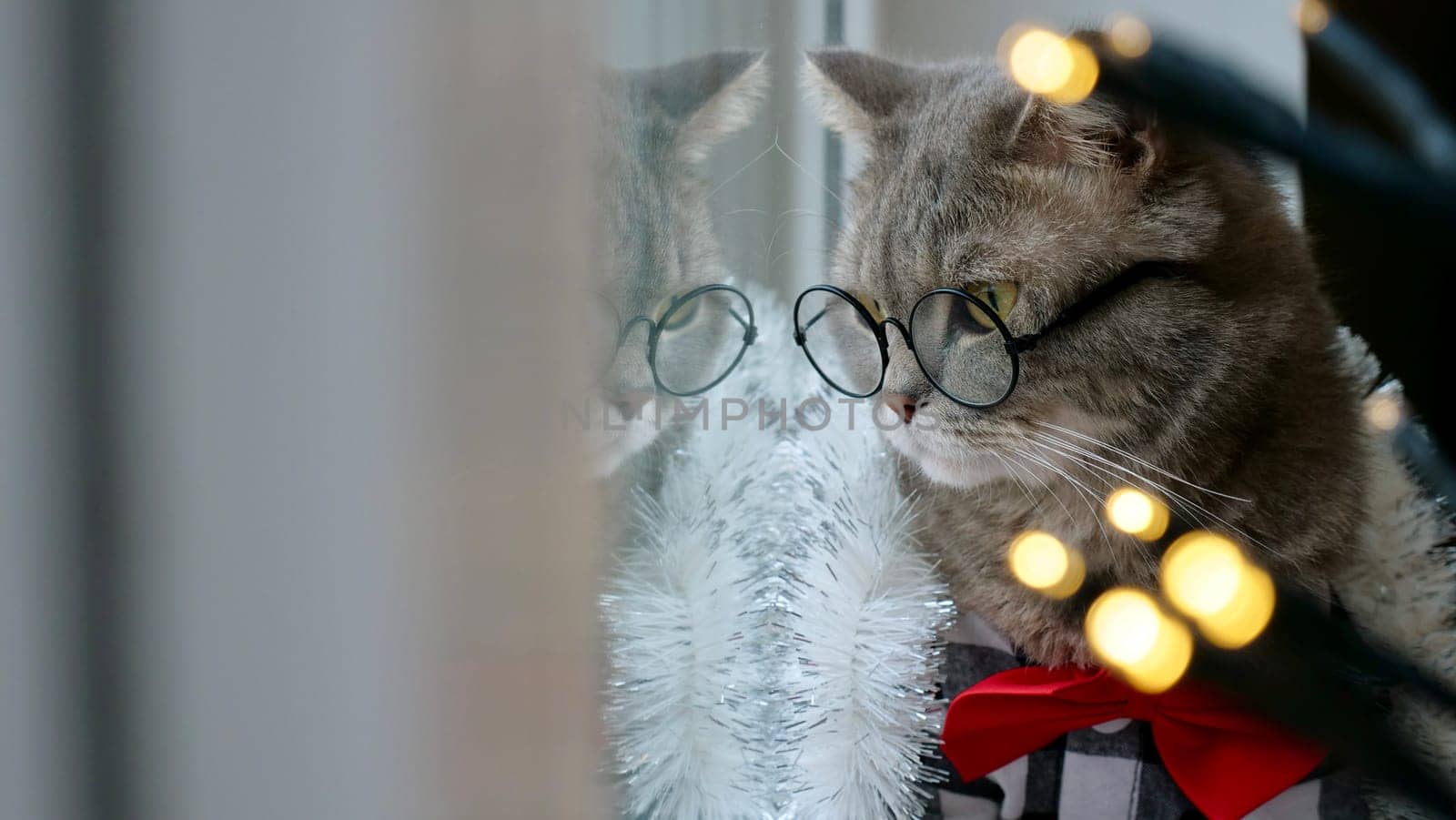 Scottish straight eared cat with glasses and red tie bow on New Year's holiday, celebrating Christmas. Pet sitting on the windowsill at home