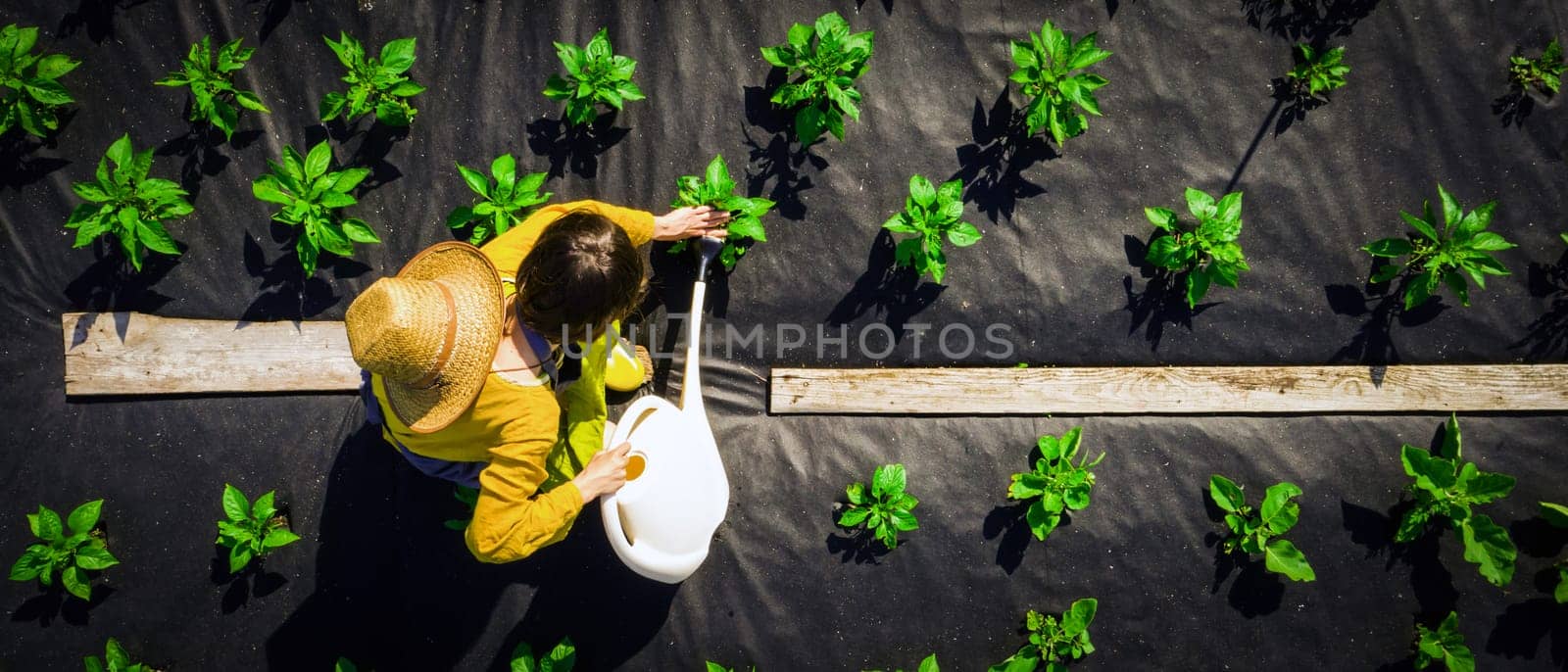 A young girl in a straw hat is standing in the middle of her beautiful green garden, covered in black garden membrane, view from above. A woman gardener is watering the plants with watering can