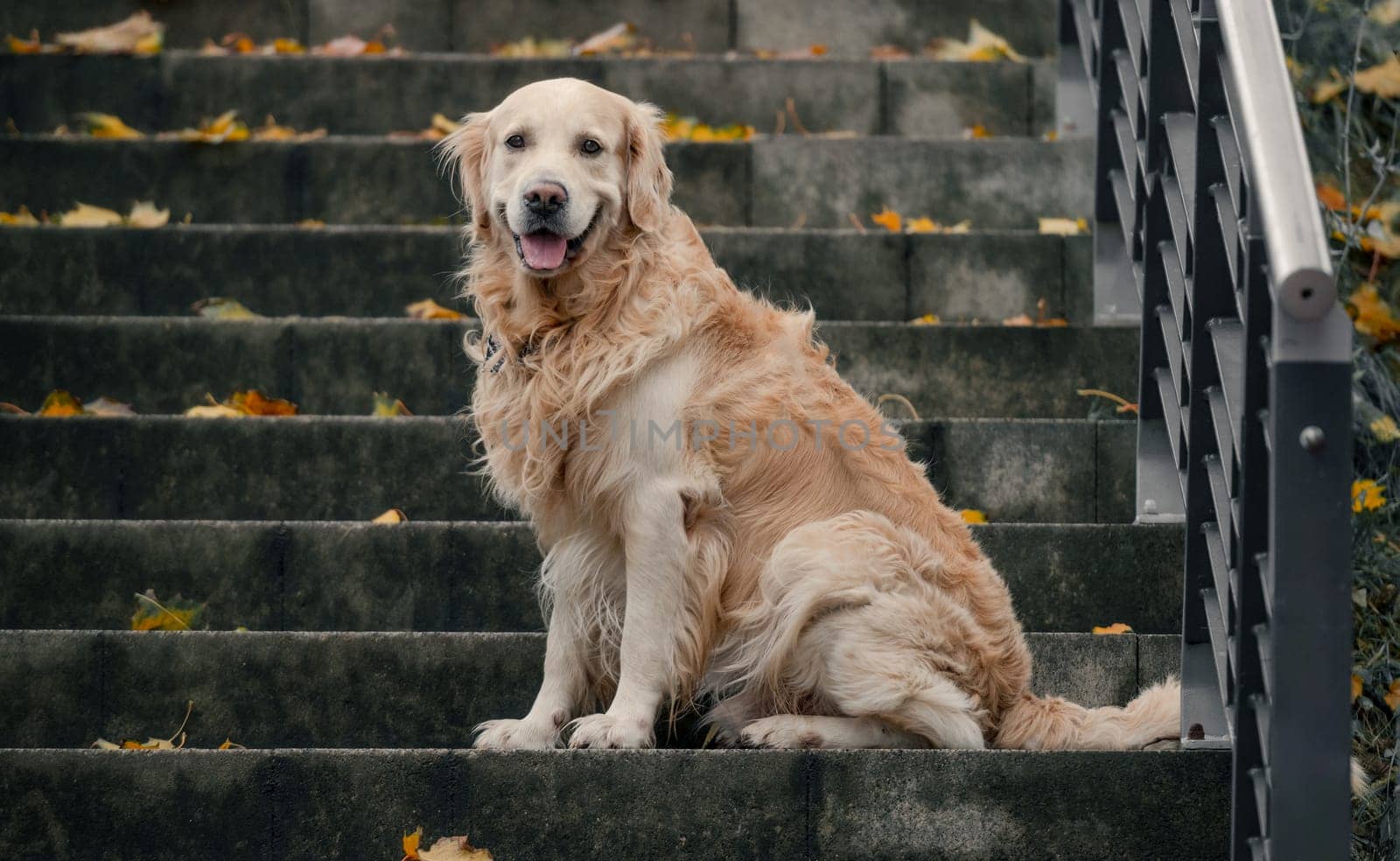 Golden Retriever dog sitting on a ladder